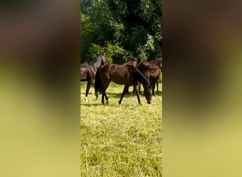 German Riding Horse, Mare, 3 years, Bay-Dark