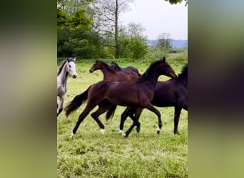 German Riding Horse, Mare, 3 years, Bay-Dark