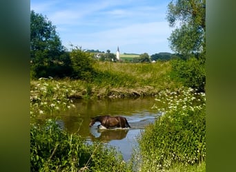 German Riding Horse, Mare, 3 years, Bay-Dark