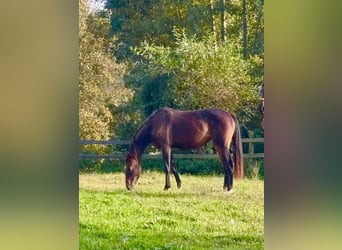 German Riding Horse, Mare, 3 years, Bay-Dark