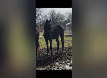 German Riding Horse, Mare, 3 years, Bay-Dark