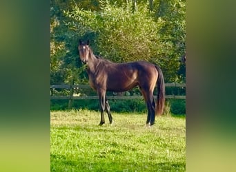 German Riding Horse, Mare, 3 years, Bay-Dark