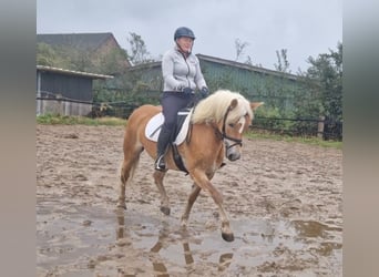 German Riding Horse, Mare, 3 years, Brown
