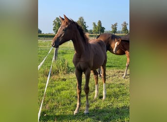German Riding Horse, Mare, 3 years, Chestnut-Red