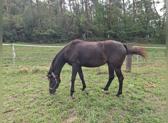 German Riding Horse, Mare, 3 years, Smoky-Black