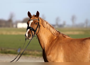 German Riding Horse Mix, Mare, 4 years, 14.1 hh, Chestnut-Red