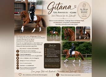 German Riding Horse, Mare, 4 years, 14.3 hh, Chestnut-Red