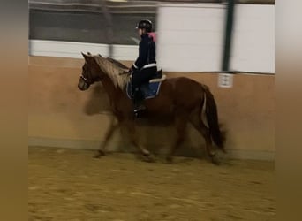 German Riding Horse, Mare, 4 years, 15,1 hh, Chestnut-Red