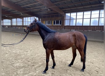 German Riding Horse, Mare, 4 years, 15.2 hh, Brown