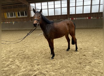 German Riding Horse, Mare, 4 years, 15.2 hh, Brown
