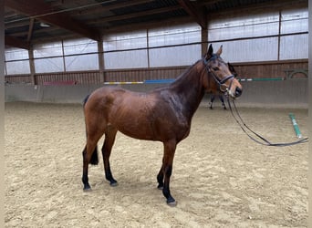 German Riding Horse, Mare, 4 years, 15.2 hh, Brown