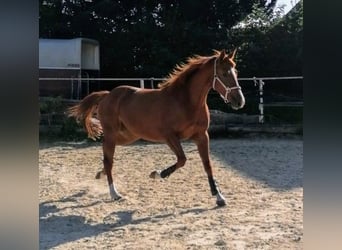 German Riding Horse, Mare, 4 years, 15.2 hh, Chestnut-Red