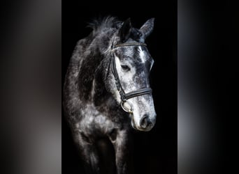 German Riding Horse, Mare, 4 years, 15.2 hh, Gray