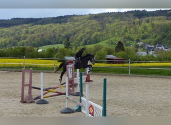 German Riding Horse, Mare, 4 years, 15.2 hh, Gray