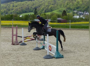 German Riding Horse, Mare, 4 years, 15.2 hh, Gray