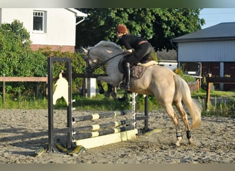 German Riding Horse, Mare, 4 years, 15.3 hh, Palomino