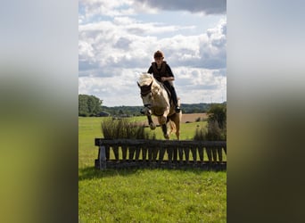 German Riding Horse, Mare, 4 years, 15.3 hh, Palomino