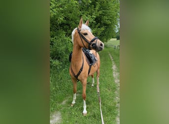 German Riding Horse, Mare, 4 years, 15 hh, Palomino