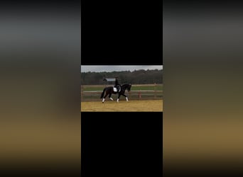German Riding Horse, Mare, 4 years, 15,2 hh, Black