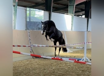 German Riding Horse, Mare, 4 years, 15,2 hh, Black