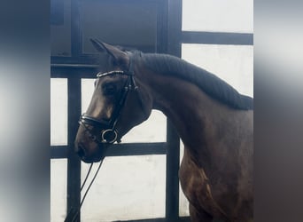 German Riding Horse, Mare, 4 years, 16,1 hh, Bay-Dark