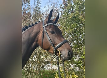 German Riding Horse, Mare, 4 years, 16,1 hh, Bay-Dark