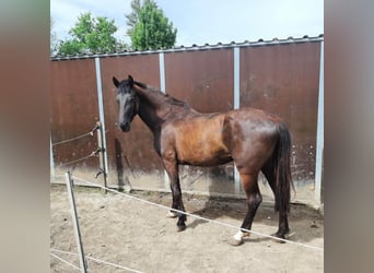 German Riding Horse, Mare, 4 years, 16.2 hh, Bay-Dark