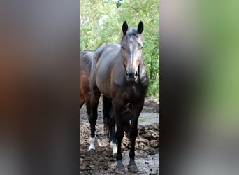 German Riding Horse, Mare, 4 years, 16.2 hh, Bay-Dark