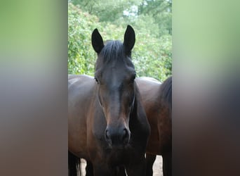 German Riding Horse, Mare, 4 years, 16.2 hh, Bay-Dark