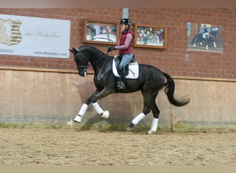 German Riding Horse, Mare, 4 years, 16,2 hh, Black