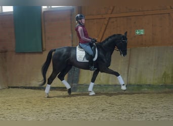 German Riding Horse, Mare, 4 years, 16,2 hh, Black