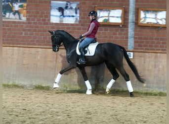 German Riding Horse, Mare, 4 years, 16,2 hh, Black