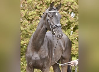 German Riding Horse, Mare, 4 years, 16,2 hh, Black