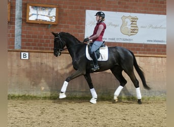 German Riding Horse, Mare, 4 years, 16,2 hh, Black