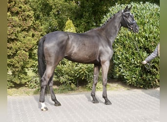 German Riding Horse, Mare, 4 years, 16,2 hh, Black