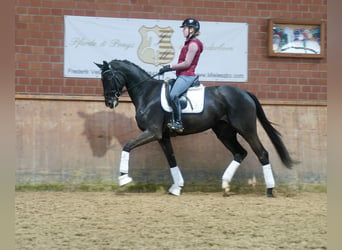 German Riding Horse, Mare, 4 years, 16,2 hh, Black