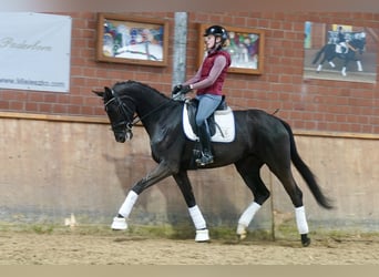 German Riding Horse, Mare, 4 years, 16,2 hh, Black