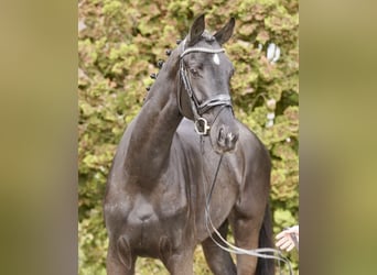 German Riding Horse, Mare, 4 years, 16,2 hh, Black