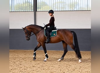 German Riding Horse, Mare, 4 years, 16.2 hh, Brown