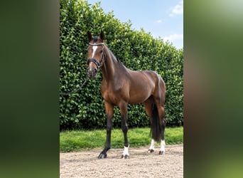German Riding Horse, Mare, 4 years, 16.2 hh, Brown