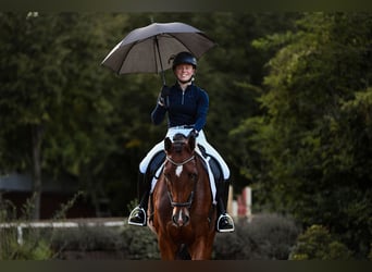 German Riding Horse, Mare, 4 years, 16.2 hh, Brown