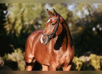 German Riding Horse, Mare, 4 years, 16.2 hh, Brown