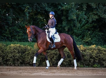 German Riding Horse, Mare, 4 years, 16.2 hh, Brown
