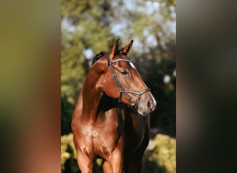 German Riding Horse, Mare, 4 years, 16.2 hh, Brown