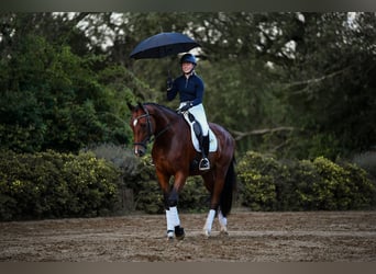 German Riding Horse, Mare, 4 years, 16.2 hh, Brown