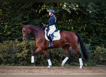 German Riding Horse, Mare, 4 years, 16.2 hh, Brown