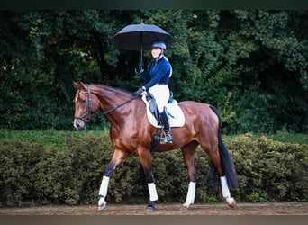 German Riding Horse, Mare, 4 years, 16.2 hh, Brown