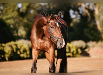 German Riding Horse, Mare, 4 years, 16.2 hh, Brown