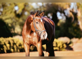 German Riding Horse, Mare, 4 years, 16.2 hh, Brown