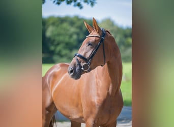 German Riding Horse, Mare, 4 years, 16.2 hh, Chestnut